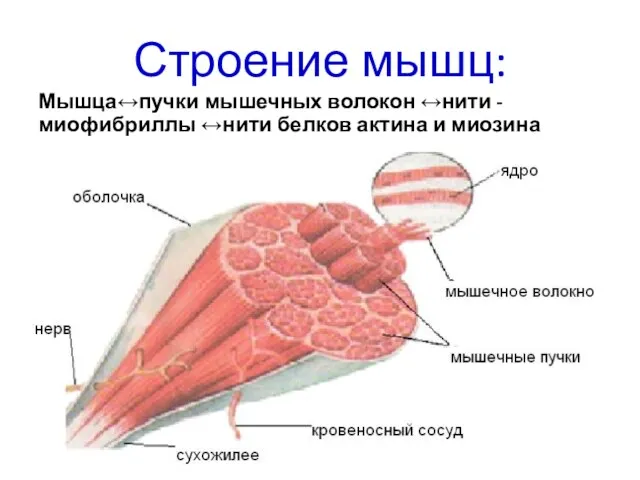 Строение мышц: Мышца↔пучки мышечных волокон ↔нити - миофибриллы ↔нити белков актина и миозина