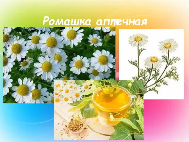 Ромашка аптечная