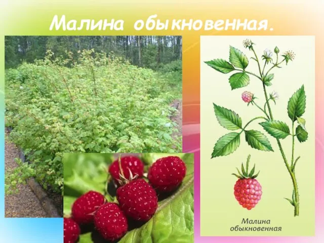 Малина обыкновенная.