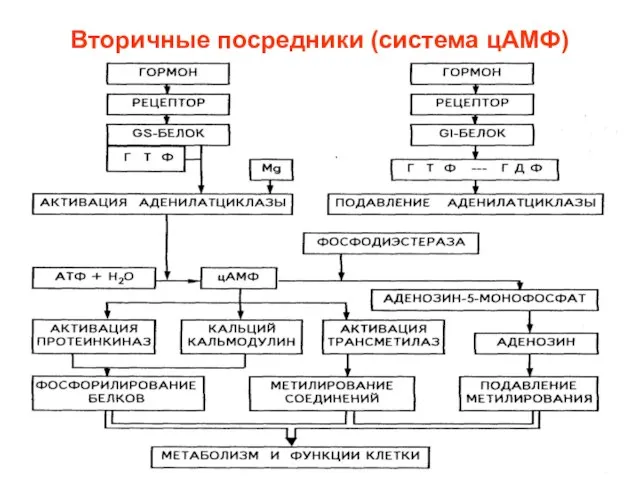 Вторичные посредники (система цАМФ)