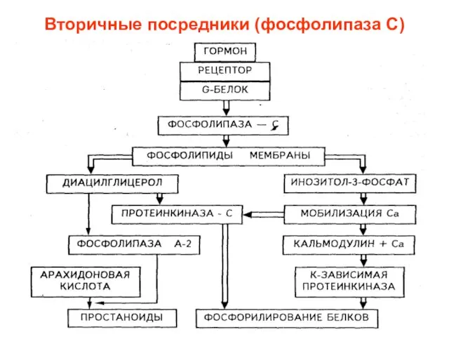 Вторичные посредники (фосфолипаза С)