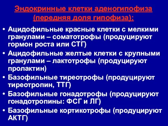 Эндокринные клетки аденогипофиза (передняя доля гипофиза): Ацидофильные красные клетки с мелкими гранулами