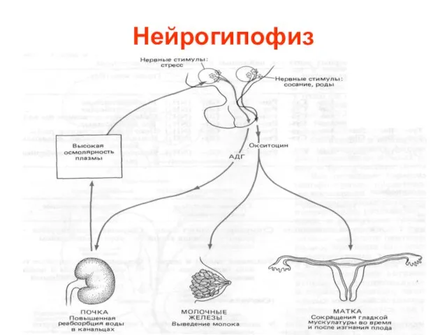 Нейрогипофиз