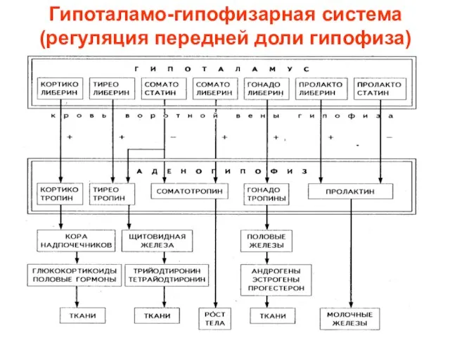 Гипоталамо-гипофизарная система (регуляция передней доли гипофиза)