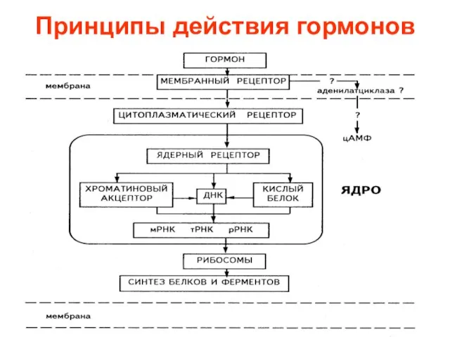 Принципы действия гормонов