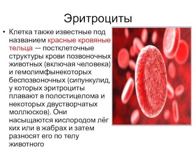 Эритроциты Клетка также известные под названием красные кровяные тельца — постклеточные структуры