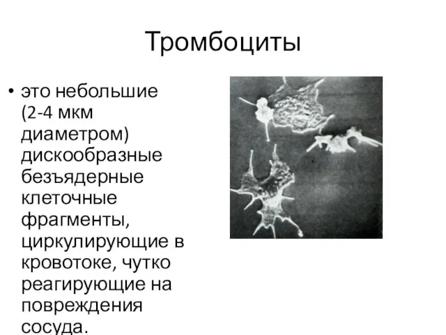 Тромбоциты это небольшие (2-4 мкм диаметром) дискообразные безъядерные клеточные фрагменты, циркулирующие в