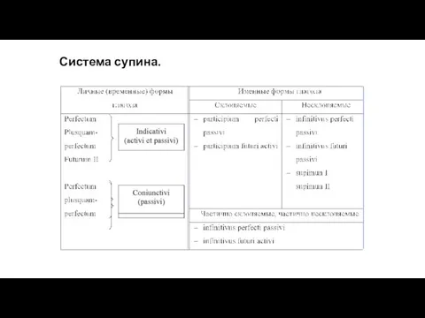 Система супина.