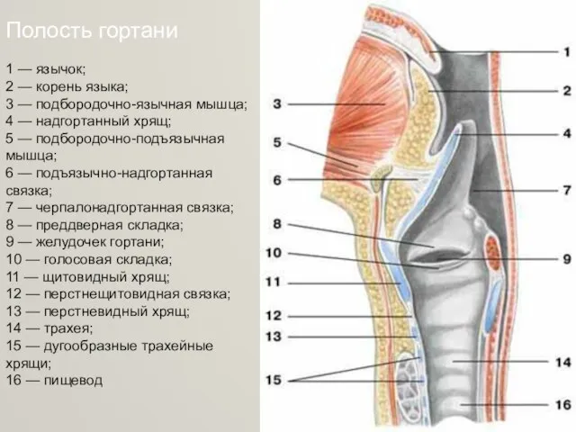 Полость гортани 1 — язычок; 2 — корень языка; 3 — подбородочно-язычная