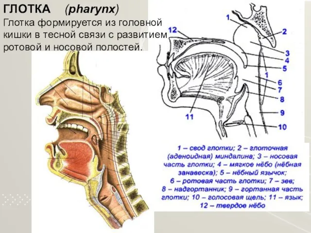 ГЛОТКА (pharynx) Глотка формируется из головной кишки в тесной связи с развитием ротовой и носовой полостей.