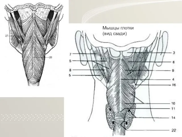 Мышцы глотки (вид сзади)