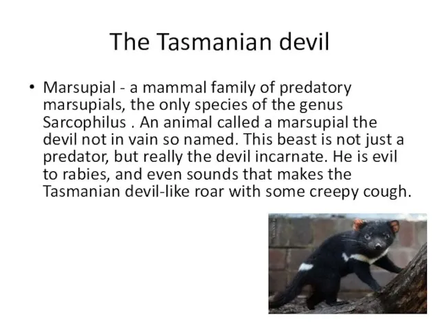 The Tasmanian devil Marsupial - a mammal family of predatory marsupials, the