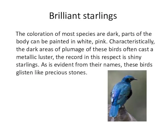 Brilliant starlings The coloration of most species are dark, parts of the