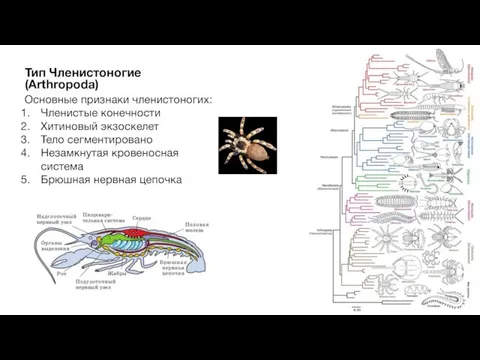 Основные признаки членистоногих: Членистые конечности Хитиновый экзоскелет Тело сегментировано Незамкнутая кровеносная система