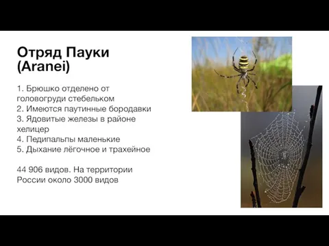 1. Брюшко отделено от головогруди стебельком 2. Имеются паутинные бородавки 3. Ядовитые