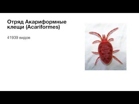 41939 видов Отряд Акариформные клещи (Acariformes)