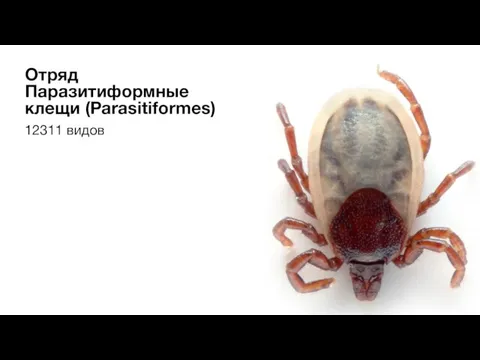 12311 видов Отряд Паразитиформные клещи (Parasitiformes)