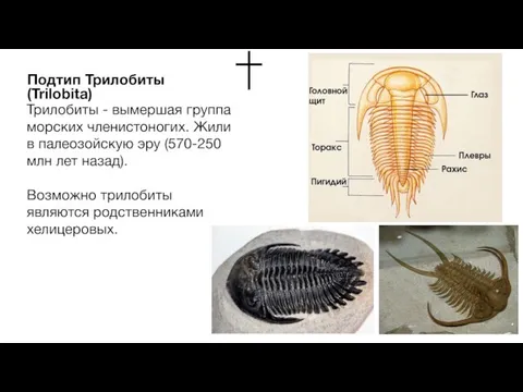 Трилобиты - вымершая группа морских членистоногих. Жили в палеозойскую эру (570-250 млн