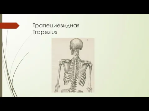 Трапециевидная Trapezius