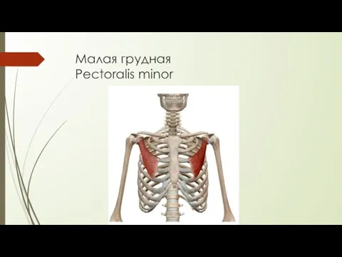 Малая грудная Pectoralis minor