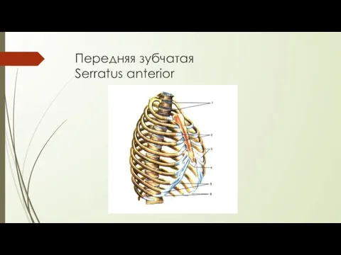 Передняя зубчатая Serratus anterior