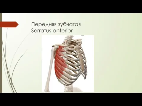 Передняя зубчатая Serratus anterior