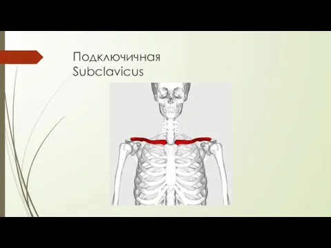 Подключичная Subclavicus