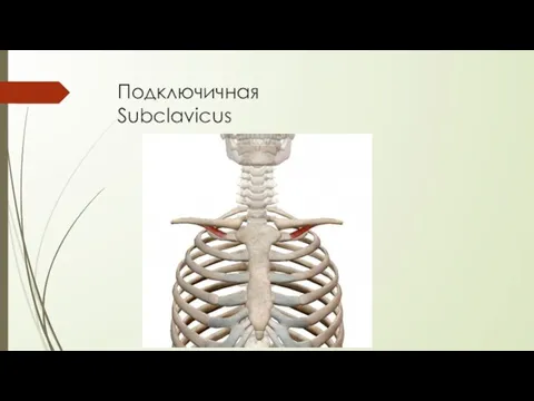 Подключичная Subclavicus