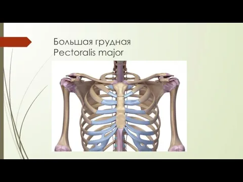 Большая грудная Pectoralis major