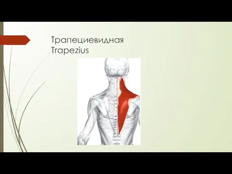 Трапециевидная Trapezius