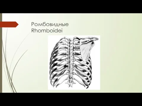 Ромбовидные Rhomboidei