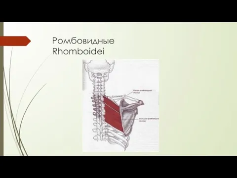 Ромбовидные Rhomboidei