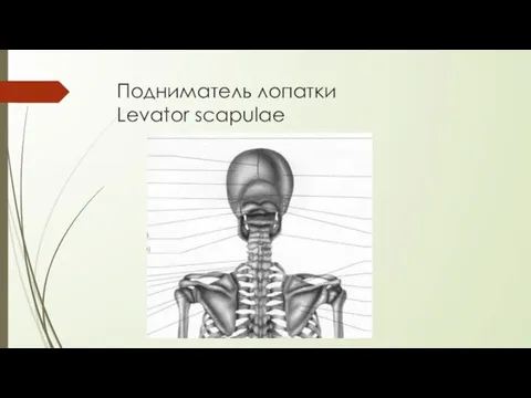 Подниматель лопатки Levator scapulae