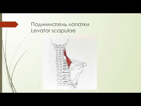 Подниматель лопатки Levator scapulae