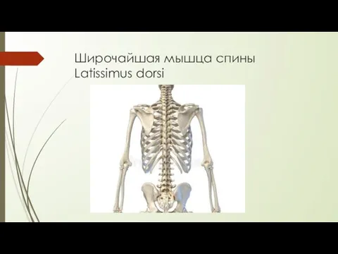 Широчайшая мышца спины Latissimus dorsi