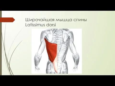 Широчайшая мышца спины Latissimus dorsi