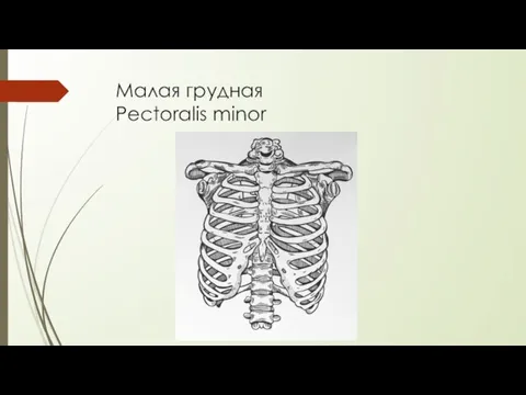 Малая грудная Pectoralis minor