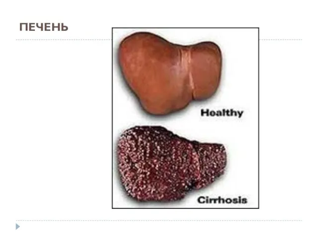 ПЕЧЕНЬ