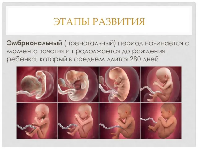 ЭТАПЫ РАЗВИТИЯ Эмбриональный (пренатальный) период начинается с момента зачатия и продолжается до