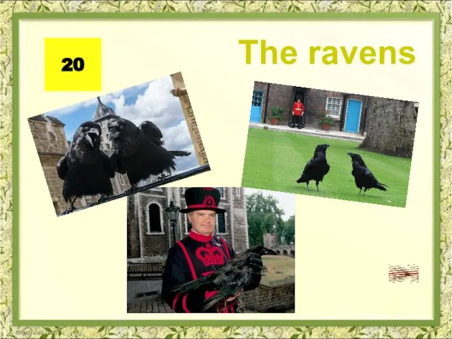 The ravens 20
