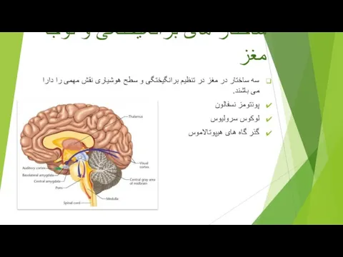 ساختار های برانگیختگی و توجه مغز سه ساختار در مغز در تنظیم