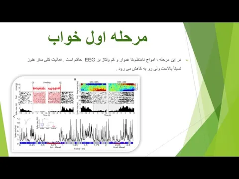 مرحله اول خواب در این مرحله ، امواج نامنظم،نا هموار و کم