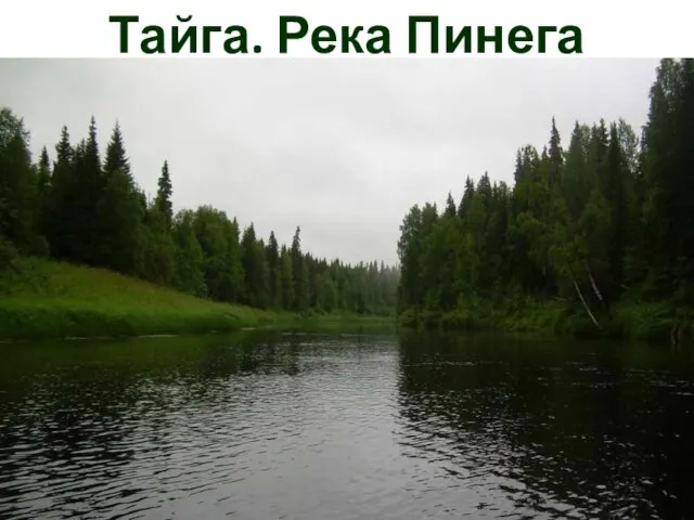 Тайга. Река Пинега