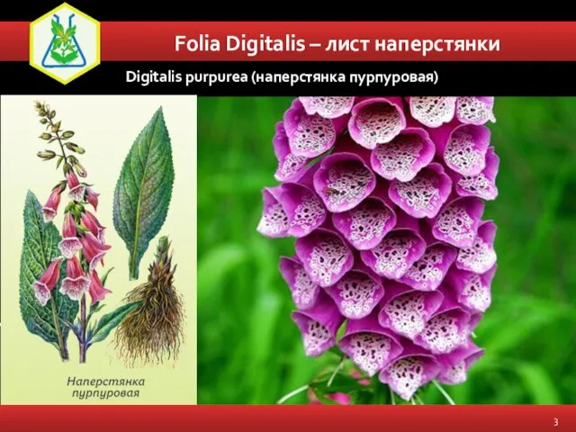 Folia Digitalis – лист наперстянки Digitalis purpurea (наперстянка пурпуровая)