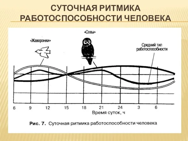 СУТОЧНАЯ РИТМИКА РАБОТОСПОСОБНОСТИ ЧЕЛОВЕКА