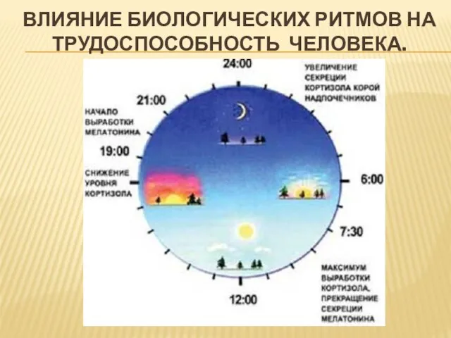 ВЛИЯНИЕ БИОЛОГИЧЕСКИХ РИТМОВ НА ТРУДОСПОСОБНОСТЬ ЧЕЛОВЕКА.