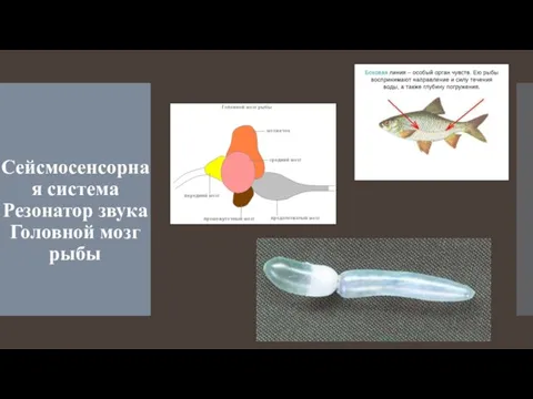 Сейсмосенсорная система Резонатор звука Головной мозг рыбы