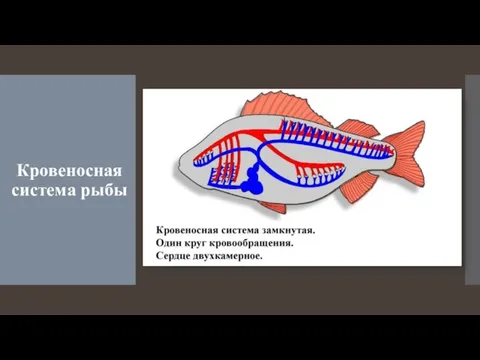 Кровеносная система рыбы