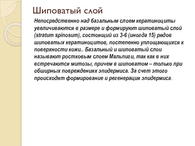 Шиповатый слой Непосредственно над базальным слоем кератиноциты увеличиваются в размере и формируют