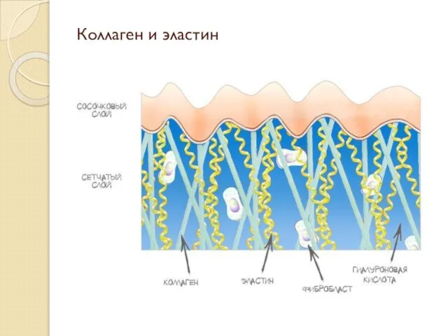 Коллаген и эластин